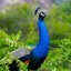 tabsafariandtours