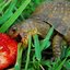 Tortuga